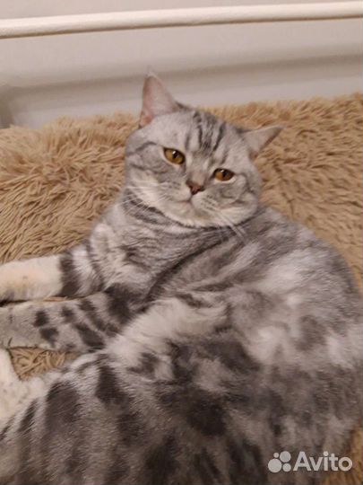 Вязка кошек