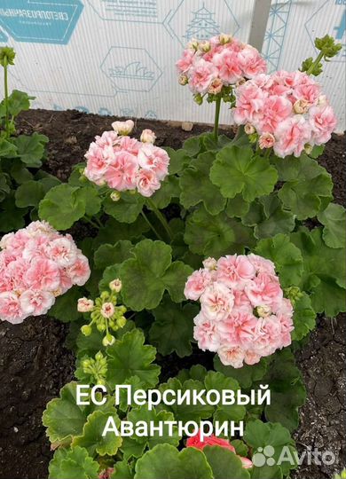 Пеларгония сортовая срезы