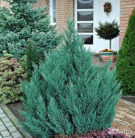 Хвойные растения