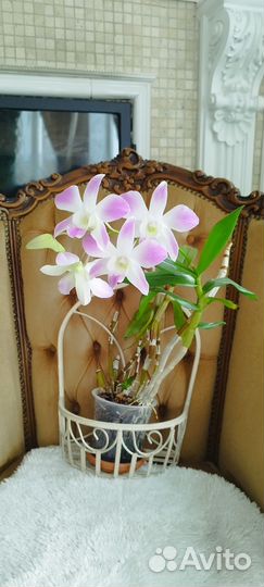 Дендробиум цветущий