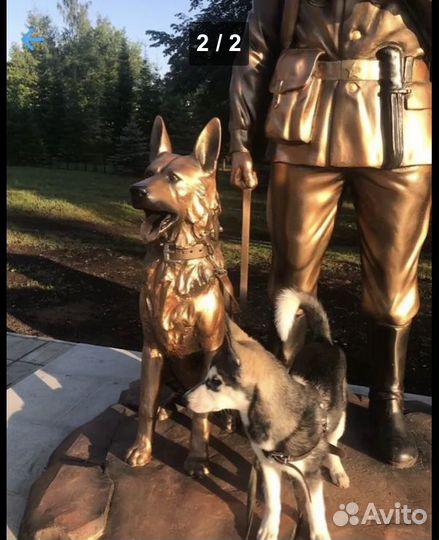 Аляскинский маламут