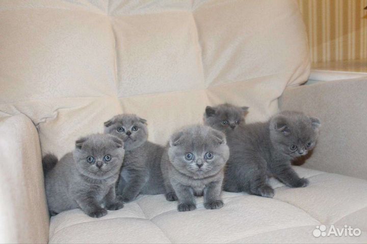 Вислоухие и прямоухие котята с документами