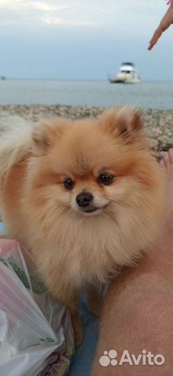 Померанский шпиц вязка кобель