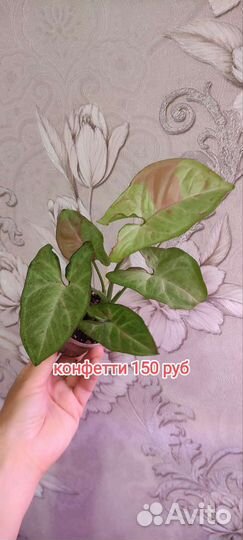 Сингониумы