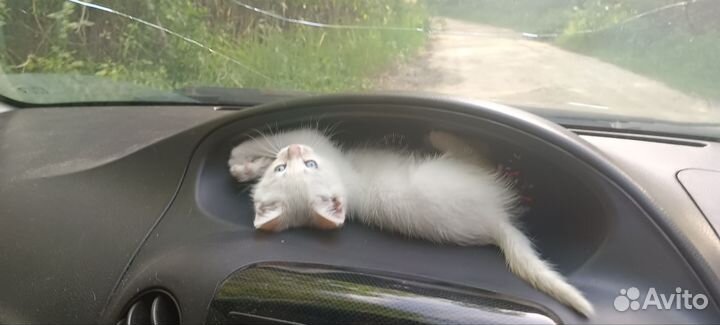 Котенок 1,5 месяца
