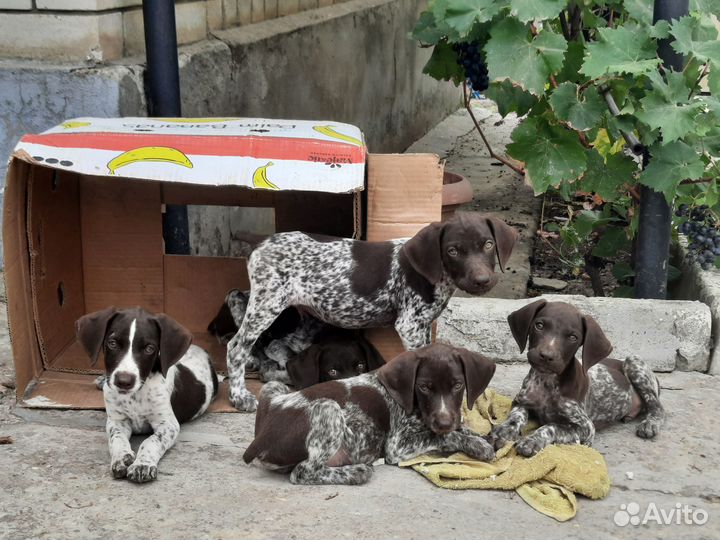 Щенки курцхаара