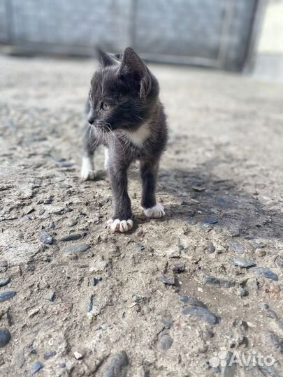 Котенок в добрые руки