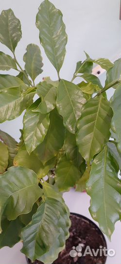 Кофейное дерево