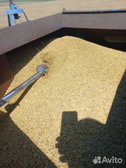 Зерно ячмень