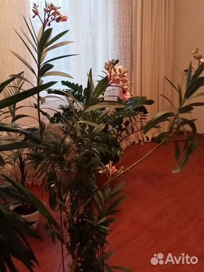 Комнатные растения