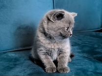 Шотландские чистокровные голубые котята