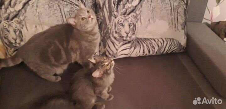 Передержка кошек