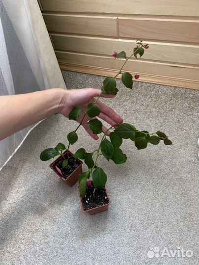 Бугенвиллии разные сорта