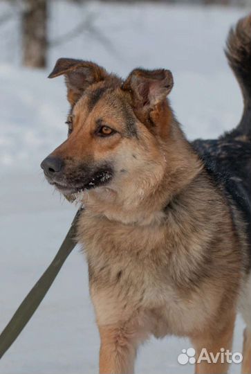 Активная Кура в добрые руки
