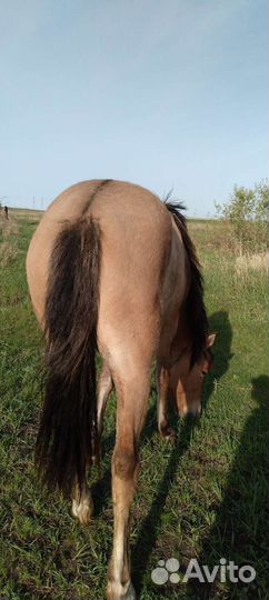 Лошадь кобыла