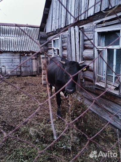 Телки стельные