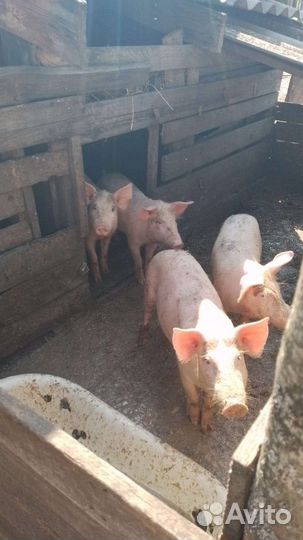 Ландрас/мангал