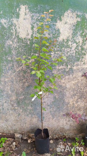 Абрикос / Эдельвейс