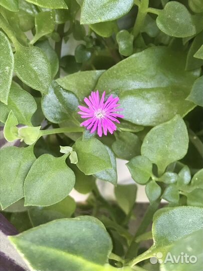 Аптения сердцелистная-крестовник