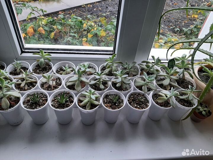 Комнатные цветы