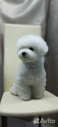 Бишон фризе-море позитива