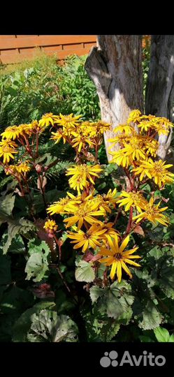 Многолетники, роджерсия, бузульники