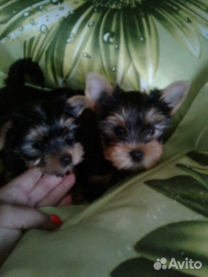 Йоркширский терьер