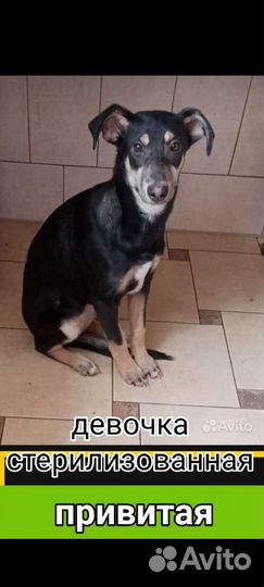 Щенки собачки