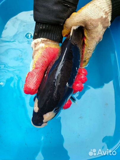 Карп Кои Премиум Ямабуки Кохаку Санке Хи утцури