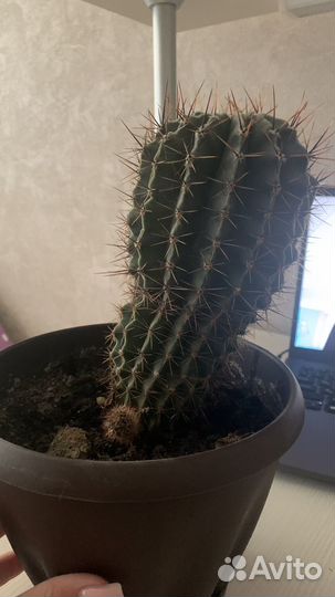 Кактус большой с отростком