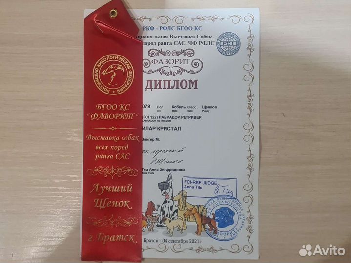 Кобель лабрадора вязка