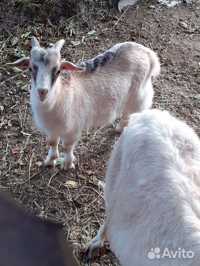 Козлики, 5 месяцев, двое