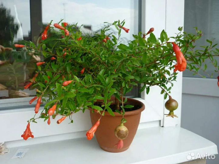 Гранат Цветущий. Сорт Salmon