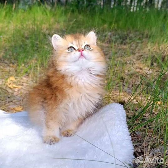 Золотая малышка