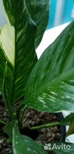 Спатифиллум даймонд вариегатный