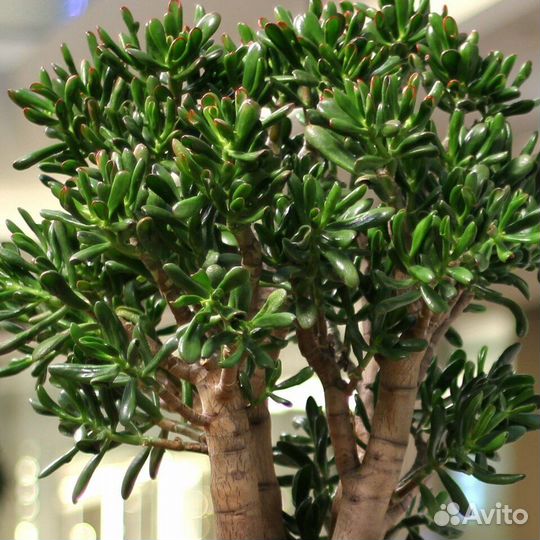 Крассула Хоббит Голлум