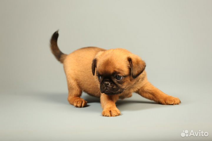 Гриффоны и Брабансоны