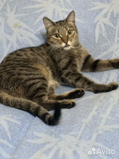 Кошка