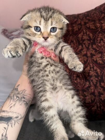 Британские котята