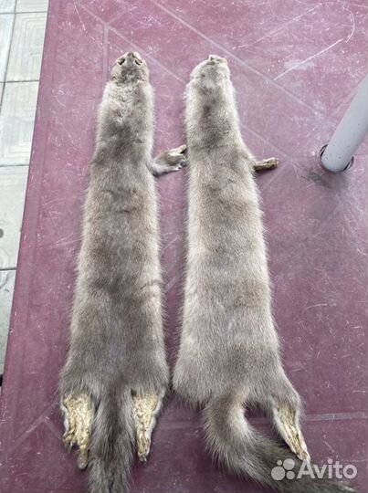 Шкурка животного