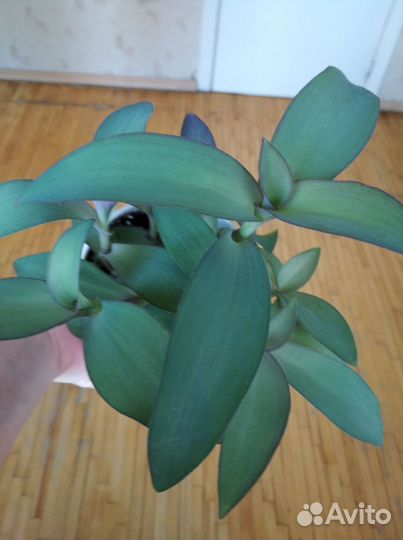 Традесканция паллида 