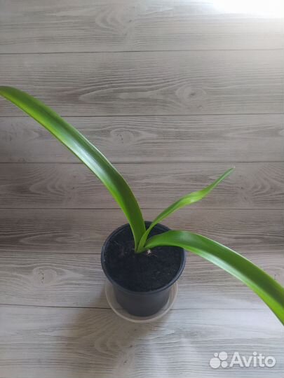 Гиппиаструм