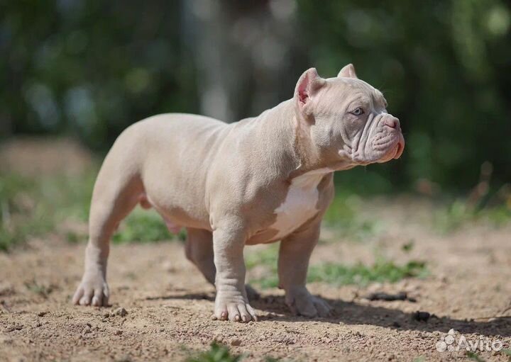 Амерриканский булли щенки