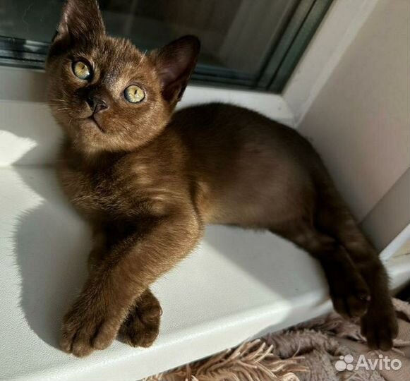 Бурманский котенок