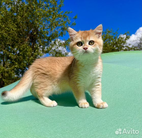 Британская девочка золотая шиншилла