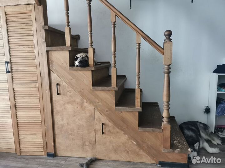 Передержка собак