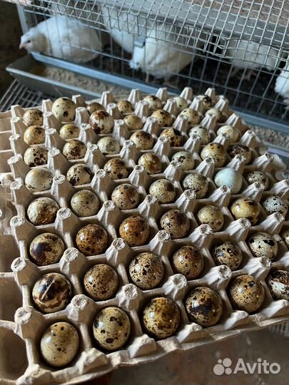 Инкубационое яйцо перепела