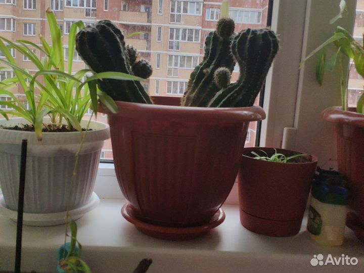 Продаю кактусы