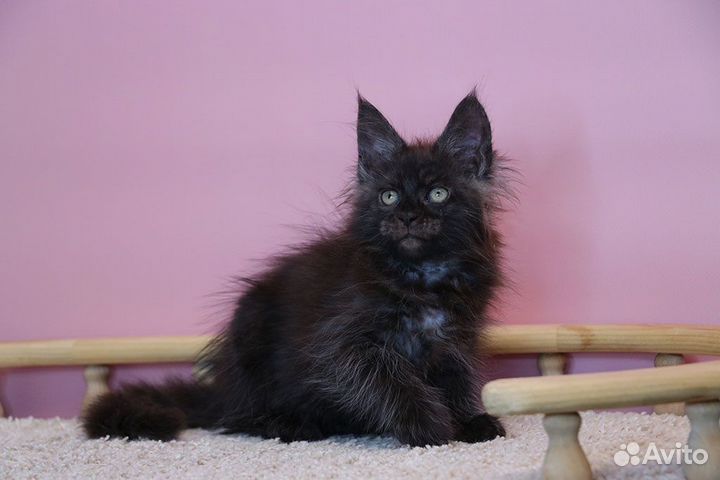 Черный дым мейн кун кошечка