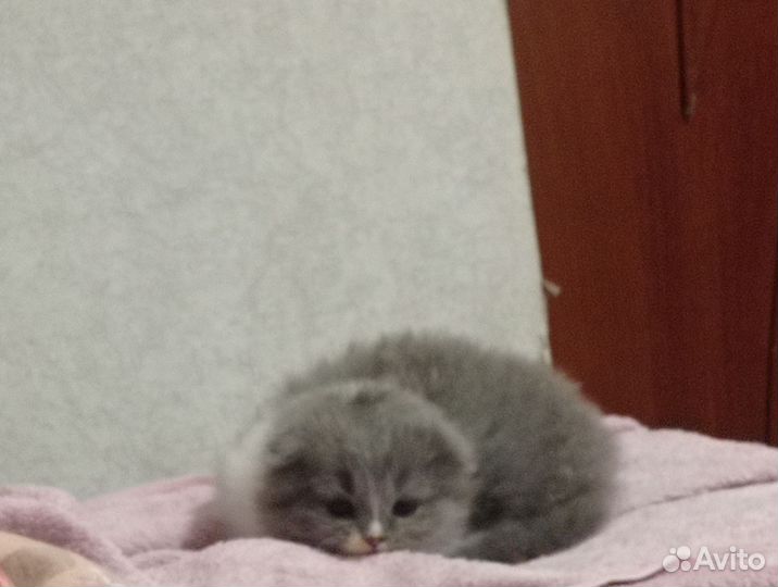 Британская кошечка